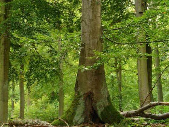 Am 22. September 2016 wird um 16:00 Uhr ein Film mit faszinierenden Aufnahmen über die „Alten Buchenwälder Deutschlands“ gezeigt.