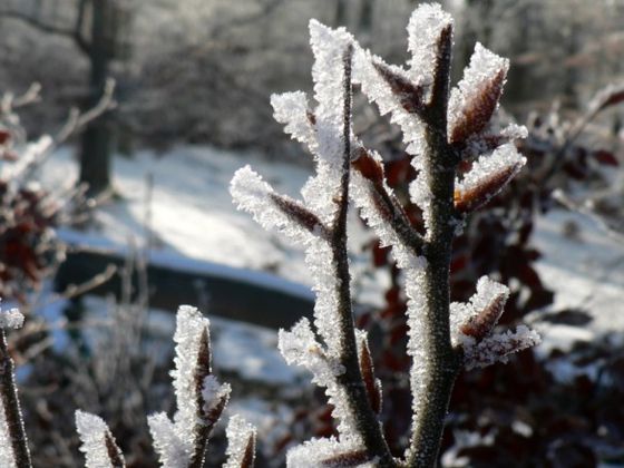 Im Frostgewand: Mit glitzernden Eiskristallen kleidet sich ein Buchenzweig in der klirrenden Kälte des Winters besonders schön (Foto: Nationalpark Kellerwald-Edersee).