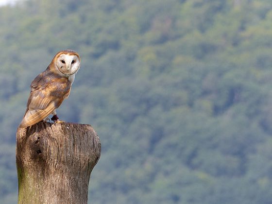 Im Greifvogel-Gehege (Foto: Nationalpark Kellerwald-Edersee)