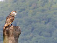Im Greifvogel-Gehege (Foto: Nationalpark Kellerwald-Edersee)