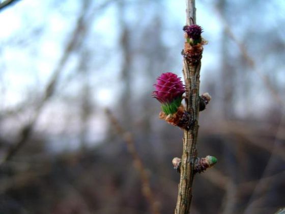 Die Blütezeit der Lärche ist von März bis Mai (Foto: Nationalpark Kellerwald-Edersee)