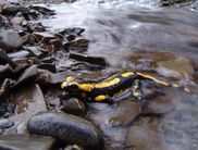 Ein typischer Bewohner der laubwaldreichen Hügel- und Berglandschaften im Nationalpark Kellerwald-Edersee ist der Feuersalamander (Foto: Nationalpark Kellerwald-Edersee).  