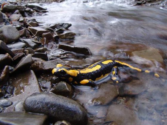 Ein typischer Bewohner der laubwaldreichen Hügel- und Berglandschaften im Nationalpark Kellerwald-Edersee ist der Feuersalamander (Foto: Nationalpark Kellerwald-Edersee).  