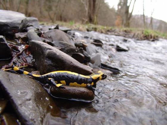 Schwarz-goldener Schatz im Nationalpark Kellerwald-Edersee – der Feuersalamander.  Er kann bis zu 20 Jahre alt werden (Foto: Nationalpark Kellerwald-Edersee).