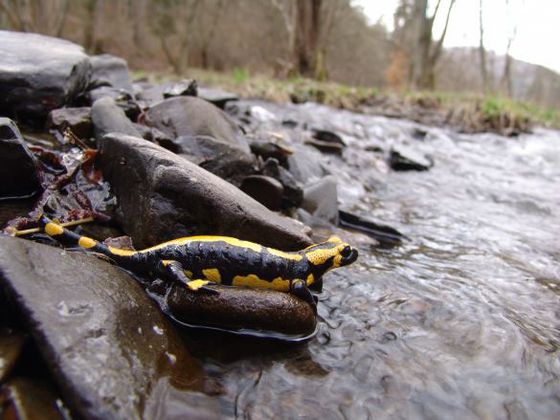 Bereichert die Artenvielfalt: Der Feuersalamander fühlt sich im Nationalpark Kellerwald-Edersee mit seinen tausend reinsten Quellen und Bächen besonders wohl (Foto: Nationalpark Kellerwald-Edersee)