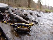 Schwarz-goldener Schatz im Nationalpark Kellerwald-Edersee – der Feuersalamander.  Er kann bis zu 20 Jahre alt werden (Foto: Nationalpark Kellerwald-Edersee).