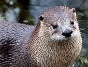 Auch Fischotter sind im WildtierPark Edersee zu Hause (Foto: Nationalpark Kellerwald-Edersee)