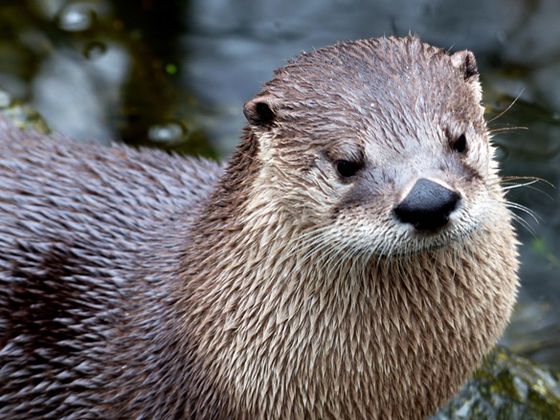 Auch Fischotter sind im WildtierPark Edersee zu Hause (Foto: Nationalpark Kellerwald-Edersee)
