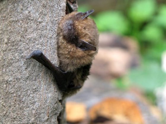 Zahlreiche Specht- und Fledermausarten belegen den Strukturreichtum dieser alten Wälder. Alte Spechthöhlen dienen Fledermäusen als „Nachmieter“ sogar als Quartier (Foto: Nationalpark Kellerwald-Edersee)