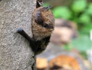 Zahlreiche Specht- und Fledermausarten belegen den Strukturreichtum dieser alten Wälder. Alte Spechthöhlen dienen Fledermäusen als „Nachmieter“ sogar als Quartier (Foto: Nationalpark Kellerwald-Edersee)