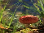 Welche Pilze es im Nationalpark zu entdecken gibt, zeigt Nationalpark-Führer Hans-Dieter Heun auf seiner Wanderung (Foto: Katrin Krischke)