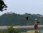 Greifvögel in Aktion: Die Flugvorführung der Greifenwarte Edersee mit Falkner und Kommentarsprecher Ludger Kluthausen und seinem Team findet vor der schönen Kulisse des Edersees und Schloss Waldeck statt und zählt zu den besonderen Erlebnissen im Wildtier