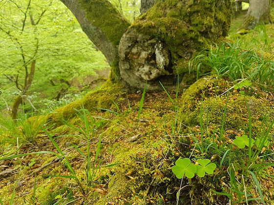 Schönheit der Natur: Wer genau hinschaut und auch auf die kleinen Details achtet, der kann im Nationalpark besonders tolle Fotomotive entdecken und diese aus spannenden Perspektiven ablichten (Foto: Nationalpark Kellerwald-Edersee)