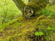 Schönheit der Natur: Wer genau hinschaut und auch auf die kleinen Details achtet, der kann im Nationalpark besonders tolle Fotomotive entdecken und diese aus spannenden Perspektiven ablichten (Foto: Nationalpark Kellerwald-Edersee)