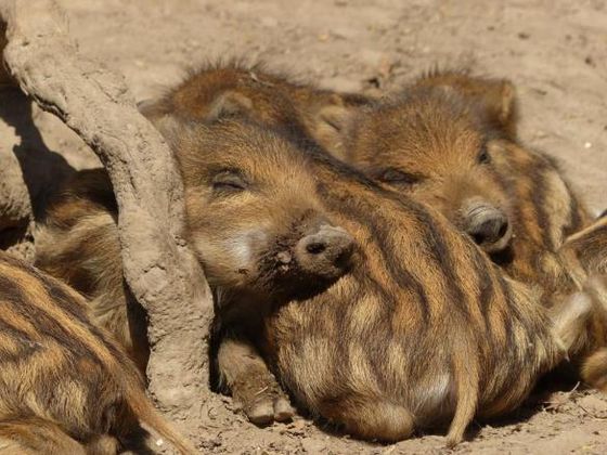 Frischlinge im WildtierPark (Foto: Nationalpark Kellerwald-Edersee) 
