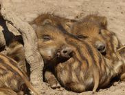 Frischlinge im WildtierPark (Foto: Nationalpark Kellerwald-Edersee) 