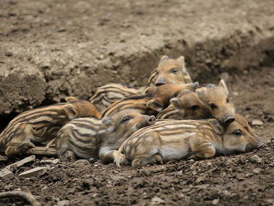 Im WildtierPark Edersee kann man heimische Wildtiere hautnah erleben (Foto: Katrin Krischke) 