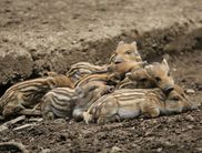 Im WildtierPark Edersee kann man heimische Wildtiere hautnah erleben (Foto: Katrin Krischke) 