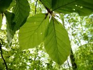 Junge Buchenblätter (Foto: Nationalpark Kellerwald-Edersee)