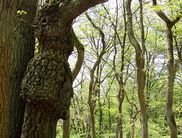 Der Nationalpark zeigt sich zu jeder Jahreszeit von einer reizvollen Seite. Doch gerade der Frühling, wenn sich das erste zarte Blattgrün an den Bäumen zeigt und die Vögel munter tirilieren, verspricht besondere Naturerlebnisse in der werdenden Wildnis (F