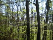 Der Frühlingswald im Nationalpark (Foto: Nationalpark Kellerwald-Edersee)