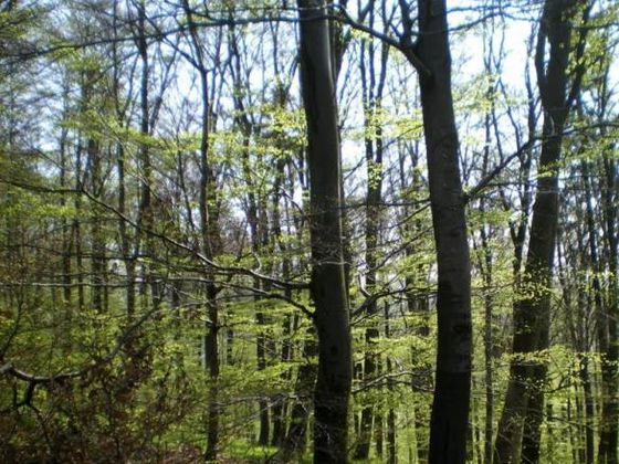 Der Frühlingswald im Nationalpark (Foto: Nationalpark Kellerwald-Edersee)