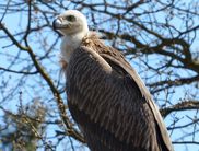 Gänsegeiern hautnah begegnen. Initiiert wurde das europaweit einmalige Wildflugprojekt von Falkner Ludger Kluthausen von der Greifenwarte im WildtierPark Edersee (Foto: Nationalpark Kellerwald-Edersee).