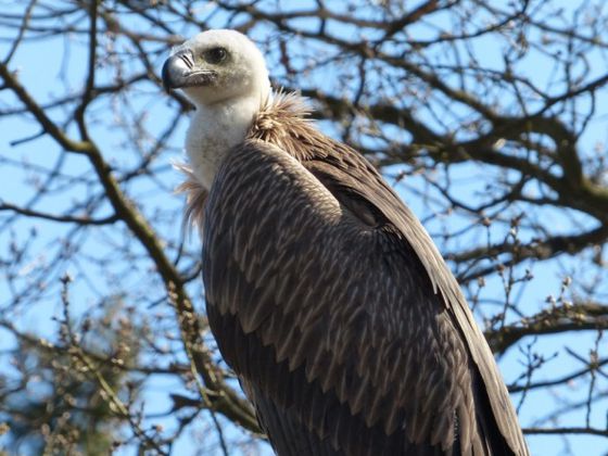 Gänsegeiern hautnah begegnen. Initiiert wurde das europaweit einmalige Wildflugprojekt von Falkner Ludger Kluthausen von der Greifenwarte im WildtierPark Edersee (Foto: Nationalpark Kellerwald-Edersee).