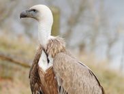 Eine weitere Attraktion im WildtierPark Edersee ist die hautnahe Begegnung mit freilebenden Gänsegeiern. Initiiert wurde das europaweit einmalige Wildflugprojekt von Falkner Ludger Kluthausen von der Greifenwarte. (Foto: Klaus Köhler)