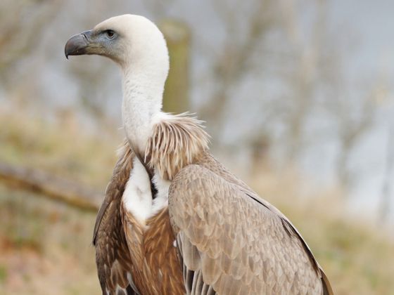 Eine weitere Attraktion im WildtierPark Edersee ist die hautnahe Begegnung mit freilebenden Gänsegeiern. Initiiert wurde das europaweit einmalige Wildflugprojekt von Falkner Ludger Kluthausen von der Greifenwarte. (Foto: Klaus Köhler)