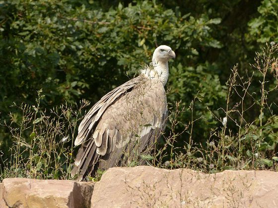 Besondere Attraktion: Der freilebende Geier der Greifenwarte Edersee macht hin und wieder auch gerne Ausflüge, wenn ihm der Sinn danach steht.  Zu seinem Geierfelsen im WildtierPark Edersee kehrt er aber immer wieder zurück und ist auch regelmäßig Teil de
