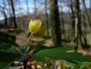 Welche weiteren Frühlingsboten lassen sich auf den Exkursionen in den Nationalpark Kellerwald-Edersee noch entdecken? (Foto: Rita Wilhelmi)