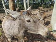 Geweihbildung bei den Hirschen: Nachdem die Hirsche im Februar ihre Geweihe abgeworfen haben, lässt sich nun gut beobachten, wie sich das Geweih neu bildet und nach und nach wächst (Foto: Nationalpark Kellerwald-Edersee).