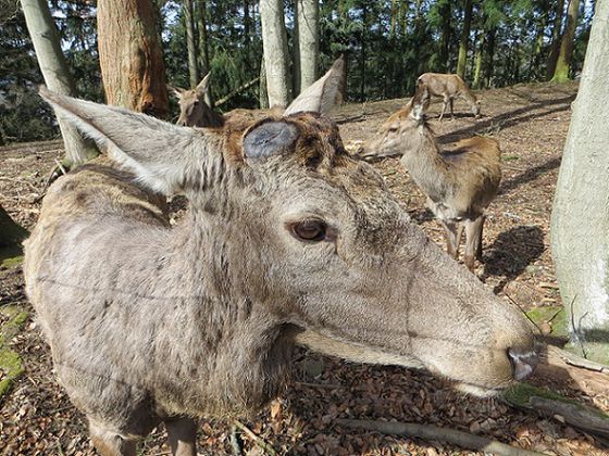Geweihbildung bei den Hirschen: Nachdem die Hirsche im Februar ihre Geweihe abgeworfen haben, lässt sich nun gut beobachten, wie sich das Geweih neu bildet und nach und nach wächst (Foto: Nationalpark Kellerwald-Edersee).