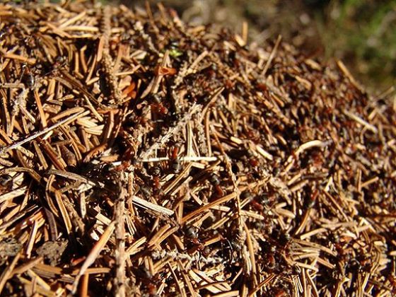 Ameisen sind faszinierende Insekten. Der Nationalpark Kellerwald-Edersee beherbergt nur wenige dieser krabbelnden Wesen der Superlative. (Foto: Nationalpark Kellerwald-Edersee)