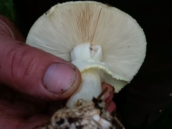 Grüner Knollenblätterpilz - Vorsicht giftig: Bereits kleinste Verzehrmengen des Grünen Knollenblätterpilzes können tödlich sein (Foto: Nationalpark Kellerwald-Edersee)