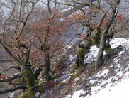 (Foto: Nationalpark Kellerwald-Edersee)