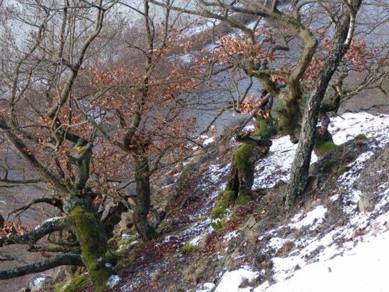 (Foto: Nationalpark Kellerwald-Edersee)