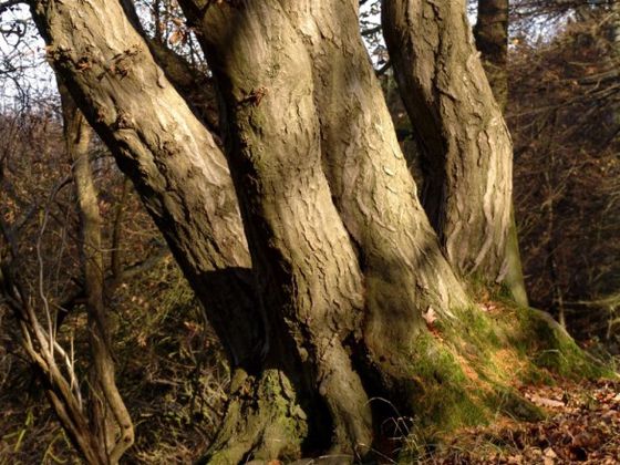 Auf der Wanderung erleben die Teilnehmer der in niederländisch geführten Tour die Faszination Wildnis hautnah. An einigen Stellen eröffnen sich den Wanderern wunderschöne Ausblicke (Foto: Rita Wilhelmi)