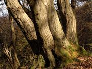 Auf der Wanderung erleben die Teilnehmer der in niederländisch geführten Tour die Faszination Wildnis hautnah. An einigen Stellen eröffnen sich den Wanderern wunderschöne Ausblicke (Foto: Rita Wilhelmi)