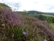 Violette Pracht: Die Wanderung ab dem Nationalpark-Eingang Koppe in Altenlotheim führt in die schöne Heidelandschaft unserer Region (Foto: Nationalpark Kellerwald-Edersee)