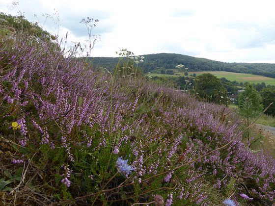 Violette Pracht: Die Wanderung ab dem Nationalpark-Eingang Koppe in Altenlotheim führt in die schöne Heidelandschaft unserer Region (Foto: Nationalpark Kellerwald-Edersee)