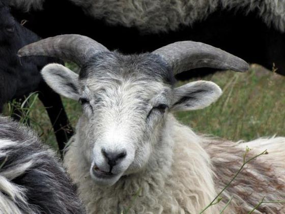Heidschnucken helfen bei der Pflege und dem Erhalt der Triescher im Nationalpark Kellerwald-Edersee (Foto: Nationalpark Kellerwald-Edersee).