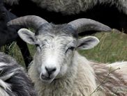Heidschnucken helfen bei der Pflege und dem Erhalt der Triescher im Nationalpark Kellerwald-Edersee (Foto: Nationalpark Kellerwald-Edersee).