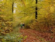 Auf der Tour durch den winterlichen Nationalpark geht es auch um Wolf, Luchs und Wildkatze (Foto: Nationalpark Kellerwald-Edersee)