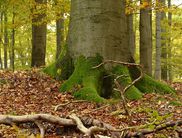 Herbststimmung: Wenn die bunten Blätter zu den moosbewachsenen Wurzeln der Buchen fallen, ist die Atmosphäre im Nationalpark Kellerwald-Edersee besonders schön (Foto: Nationalparkamt Kellerwald-Edersee)