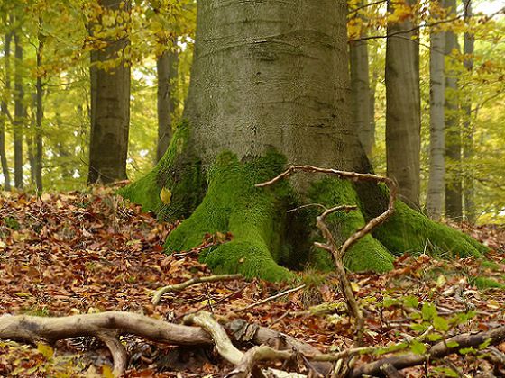 Herbststimmung: Wenn die bunten Blätter zu den moosbewachsenen Wurzeln der Buchen fallen, ist die Atmosphäre im Nationalpark Kellerwald-Edersee besonders schön (Foto: Nationalparkamt Kellerwald-Edersee)
