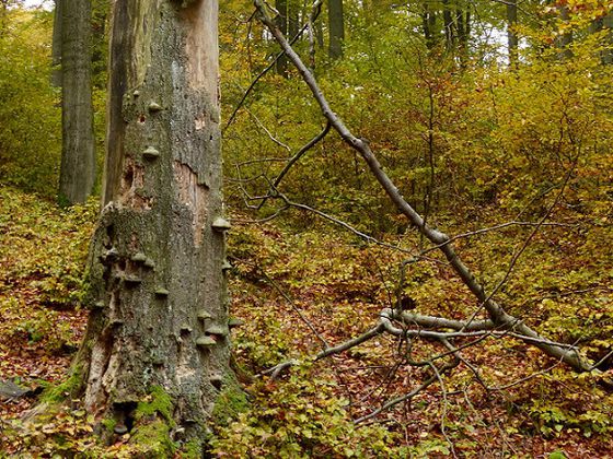 Am stehenden Totholz: Die geführte Wanderung mit Pilzexperte Hans-Dieter Heun steht ganz im Zeichen der Baumpilze, die es in einer mannigfaltigen Formen- und Farbenvielfalt im Nationalpark Kellerwald-Edersee gibt (Foto: Nationalpark Kellerwald-Edersee)