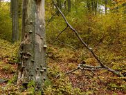 Am stehenden Totholz: Die geführte Wanderung mit Pilzexperte Hans-Dieter Heun steht ganz im Zeichen der Baumpilze, die es in einer mannigfaltigen Formen- und Farbenvielfalt im Nationalpark Kellerwald-Edersee gibt (Foto: Nationalpark Kellerwald-Edersee)