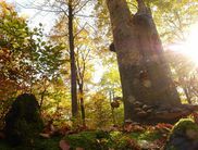 Tolles Farbenspiel: Im Sonnenlicht erstrahlen die Buchenblätter des Waldes im Nationalpark in den herbstlichen Nuancen von Gelb über Orange bis Braun und verzaubern den Betrachter (Foto: Nationalpark Kellerwald-Edersee)